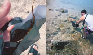 Sardegna, Salmo libera un&rsquo;aragosta in mare