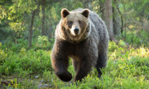 L&rsquo;orsa Kj1 &egrave; stata uccisa: Fugatti aveva firmato il decreto nella notte