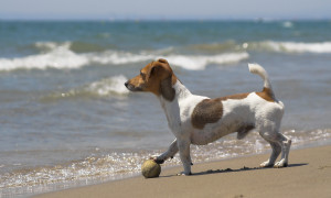 Cani al mare, al via l&rsquo;ordinanza per l&rsquo;accesso a tutti i lidi di Bacoli