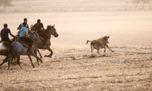 &ldquo;Caccia alla Giovenca&rdquo; in Sardegna, istanza dell&rsquo;Oipa al sindaco e una petizione per annullarla