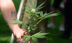 Stop alla cannabis light