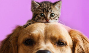 Monza inaugura lo sportello per i diritti degli animali: nasce l&rsquo;avvocato per cani e gatti