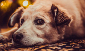 A Quartu arriva il progetto &ldquo;adotta un cane dal canile&rdquo; per dare ad ogni animale una famiglia