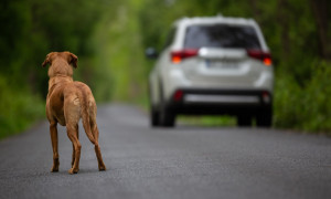 Aumenta l&rsquo;abbandono dei cani in Italia