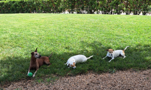 Chia Laguna Resort, terza serata dedicata agli animali pi&ugrave; sfortunati