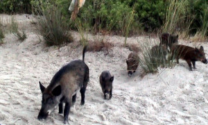 Accesso vietato all&rsquo;Isola di Spargi dalle 15 alle 22, al via l&rsquo;abbattimento dei cinghiali