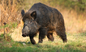 Costa Rei: allarme per sospetto avvelenamento di cinghiali