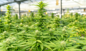 Ddl sicurezza, infiorescenze della canapa, scatta il divieto