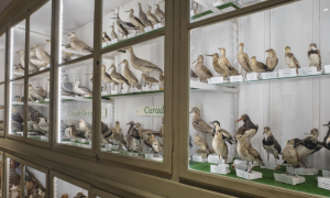 Giornate Europee del Patrimonio 2024: l'Universit&agrave; di Cagliari aderisce con l'apertura di tre musei