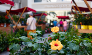 Corte Doglio si Tinge di Autunno: Torna il Doglio Flower Market