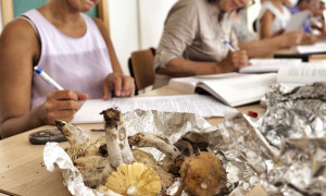Raccolta funghi, dal primo ottobre attivo il servizio micologico