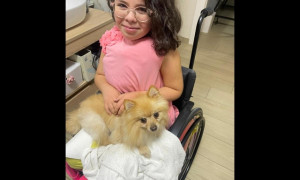 Restituito il cane rubato alla bimba disabile nel Napoletano