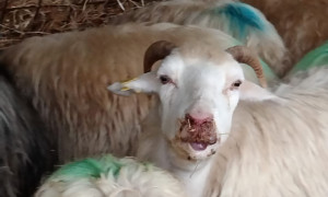 Coldiretti Sardegna: &ldquo;&Egrave; piena emergenza lingua blu in tutta l&rsquo;Isola con danni gi&agrave; per oltre 25 milio