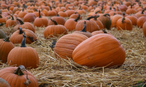 Halloween, ecco i campi di zucche in Italia nel 2024