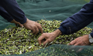 Quartucciu, al via la raccolta delle olive con i cittadini