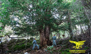 L'Albero Italiano dell'Anno 2024, la Sardegna lo scorso anno ha conquistato il primo posto