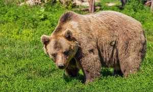 Orso Trentino: l' appello del fungaiolo aggredito: "Non uccidetelo!"