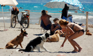 Garante dei Diritti degli Animali: al via  a Cagliari le manifestazioni di interesse