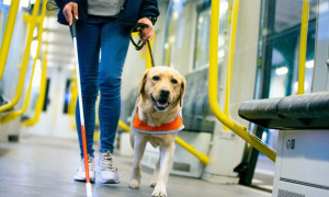 Manovra 2025, accesso a cani guida e d'assistenza anche nei luoghi pubblici e sui mezzi di trasporto