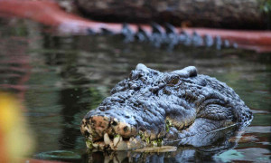 &Egrave; morto Cassius, il coccodrillo pi&ugrave; grande del mondo in cattivit&agrave;