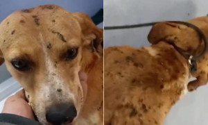 Salerno, cane randagio torturato con l'olio bollente