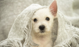 New York vieta la vendita di animali domestici nei negozi dal 15 dicembre