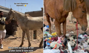 Cavalli in Egitto: feriti, stremati e alla ricerca di cibo tra i rifiuti