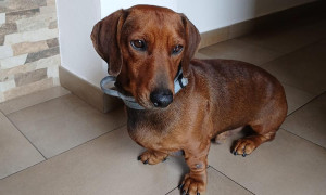 Oristano, il cane Camillo salva un giovane in coma etilico