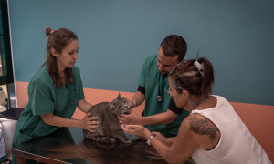 Roma, &egrave; nato il primo ambulatorio di veterinaria sociale a Roma