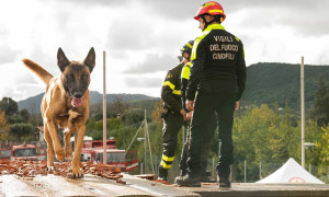 Tre cani addestrati entrano nel nucleo cinofilo dei vigili del fuoco a Cagliari, Sassari e Nuoro