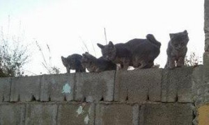 Strage di gatti nel Marghine: avvelenati a Macomer, decapitati a Birori