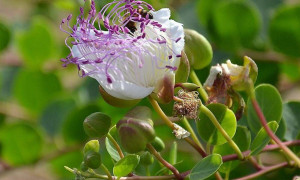 Il cappero selargino &egrave; presidio Slow Food