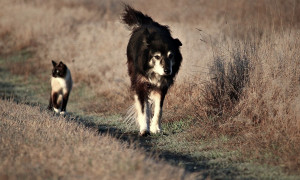 Lascia tutto a &laquo;cani e gatti bisognosi&raquo;, un parente impugna il testamento ma perde