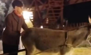 Animali sfruttati per il presepe vivente di Pezze di Greco a Fasano