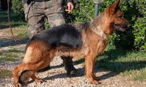Ozzy, dell&rsquo;allevamento Rossomori &egrave; il miglior pastore tedesco dell&rsquo;Isola