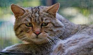 Porto Cervo, avvelenati altri due gatti