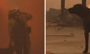 Gli incendi di Los Angeles traumatizzano anche gli animali