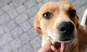 Salerno, Blanco &egrave; stato adottato, fu torturato con olio bollente