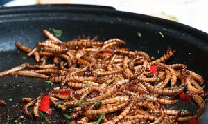 L&rsquo;Ue autorizza il commercio della larva della farina
