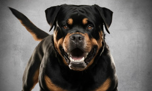 Lombardia, al via il progetto di legge per alcune tipologie di cani