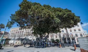 Cagliari, 3 alberature cittadine sono state inserite nell'elenco regionale degli Alberi monumentali
