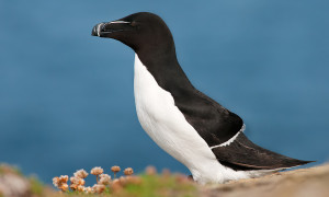 Avvistamento straordinario in Sardegna, un &ldquo;pinguino" nelle Acque di Porto Alabe