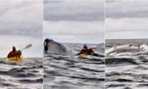 Incredibile avventura in Cile: giovane venezuelano "inghiottito" da una balena e rigettato in mare