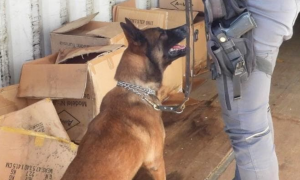 Addio a Demon, il cane antidroga che ha lasciato il segno nella lotta al narcotraffico