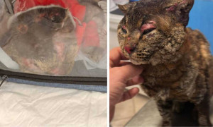 Allarme a Dolianova: violenza contro gli animali, la denuncia delle associazioni