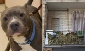 Bimba sbranata da un pitbull ad Acerra, parla il veterinario che ha analizzato il cane