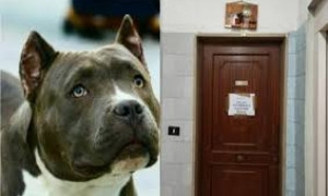 Gli animalisti di AIDAA chiedono l'affido dei cani di Acerra: possibile percorso rieducativo