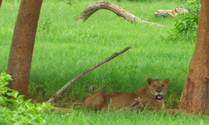 Tragedia in Kenya: 14enne uccisa da una leonessa nei pressi del Parco Nazionale di Nairobi
