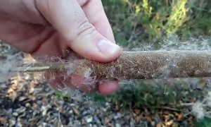 Sardegna, ecco la pianta magica da 10 milioni di visualizzazioni