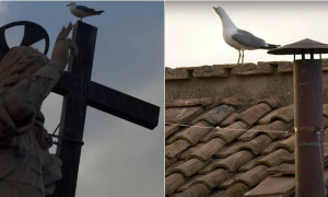 Il "Papa Gabbiano": il volatile che ha conquistato i social durante il Conclave